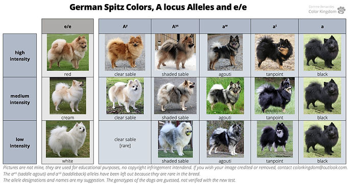 Coat Color Genetics | Siberian Husky Color